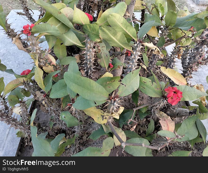 Flower  leafs in grassy park