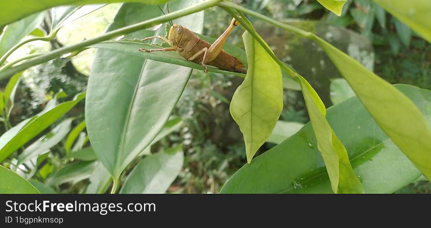 a grasshopper was among the green leaves