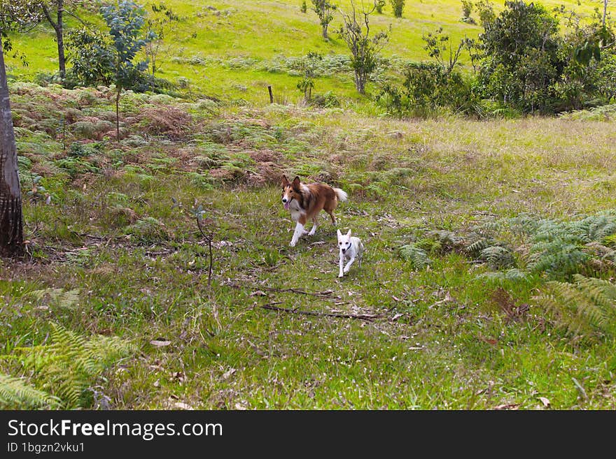 Perros corriendo por el campo