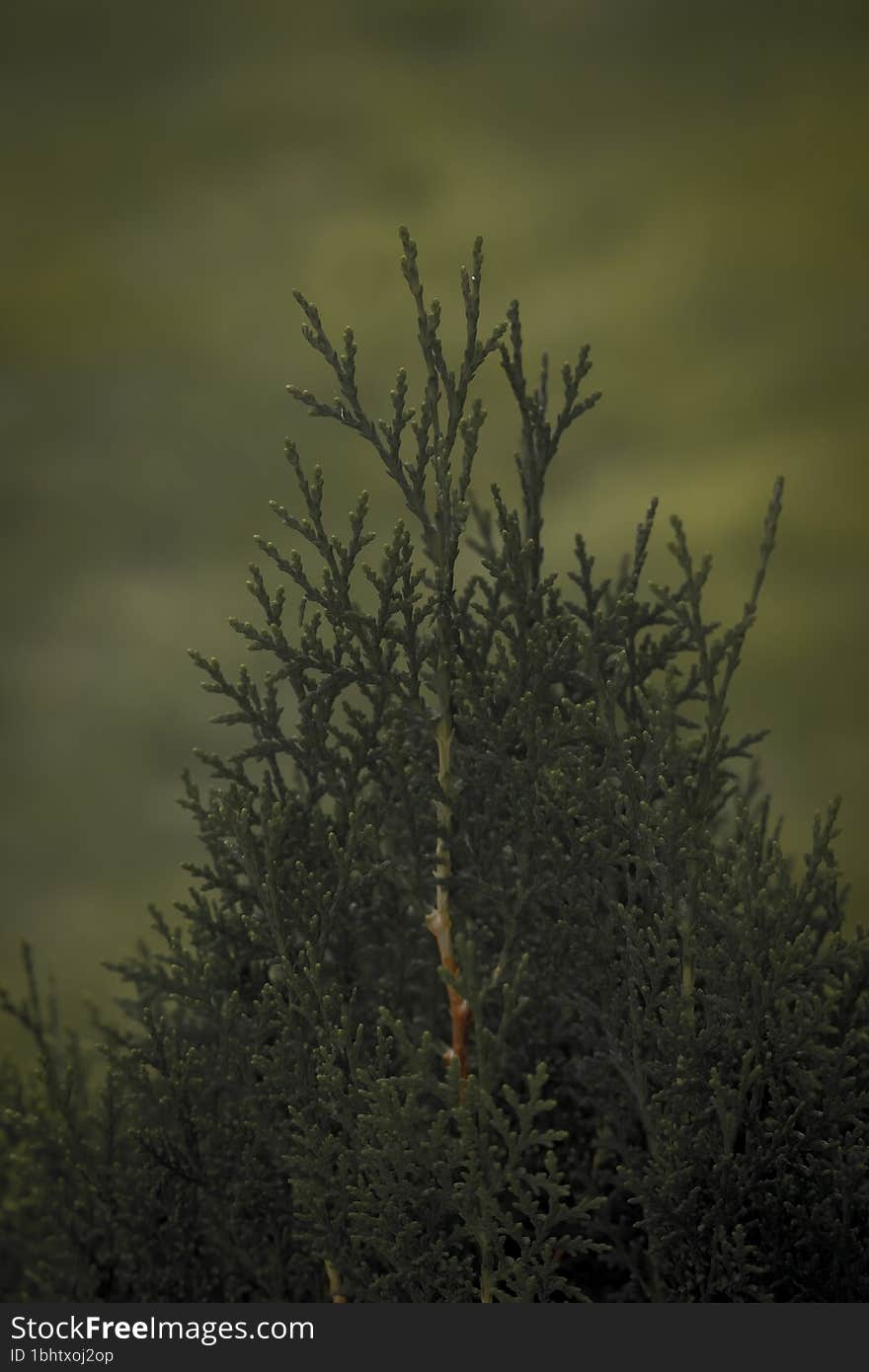 A Green Leaf Spring Plant , Vidhya