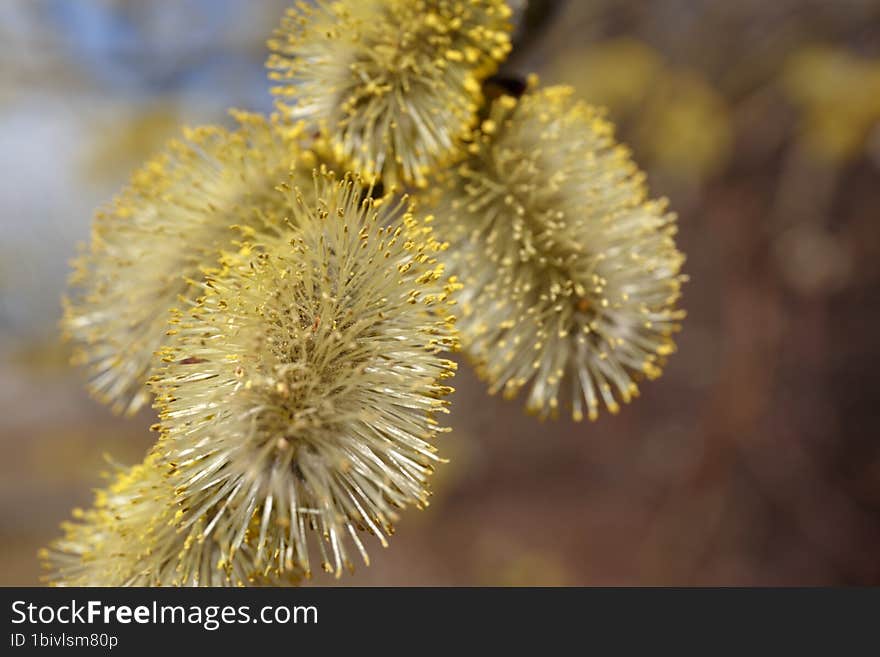 Salix. Goat Willow & x28 Salix caprea& x29  in park, Willow & x28 Salix caprea& x29  branches with buds blossoming in early spring