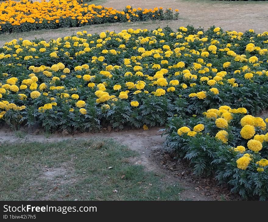 Many beautiful flowers in grassy park