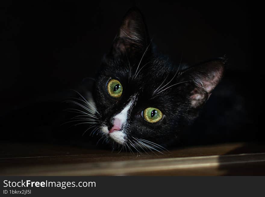 portrait of a black domestic cat