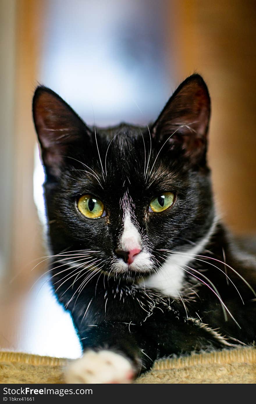 Portrait Of A Black Domestic Cat