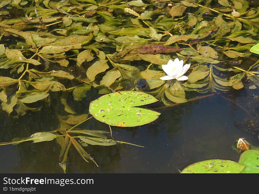 A beautiful lotus in June on the Kuban River.