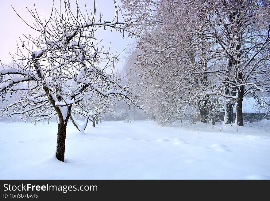 Old Homestead And Snowy Garden Near Forest