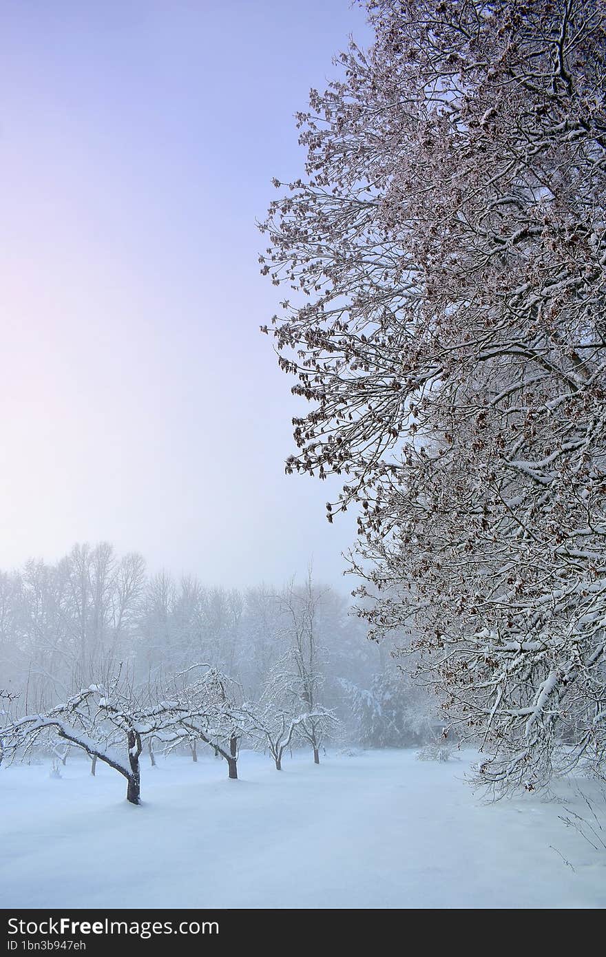 Frozen trees in misty day. Winter landscape