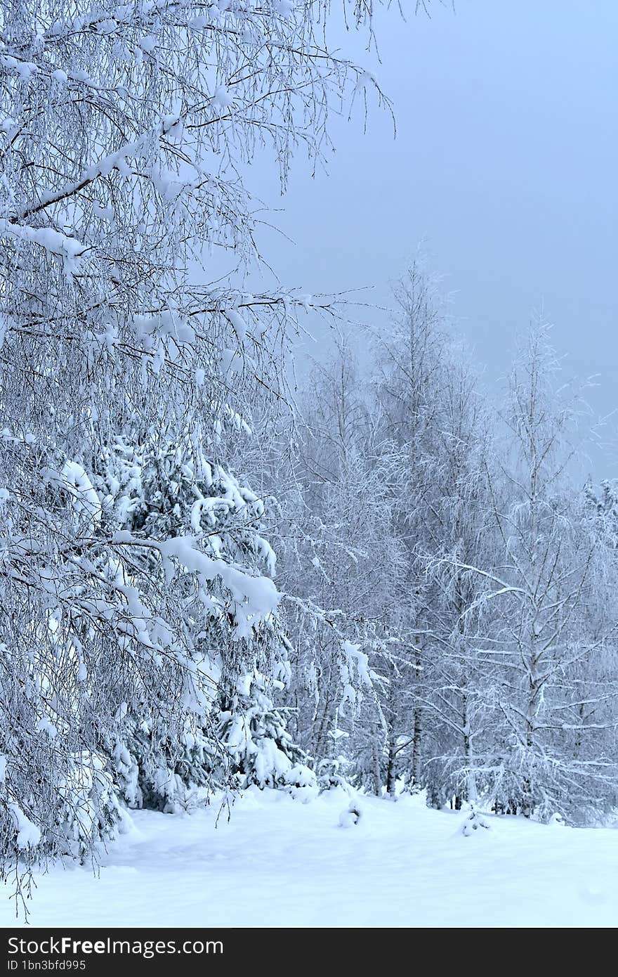 Snowy forest in cold,misty winter day.