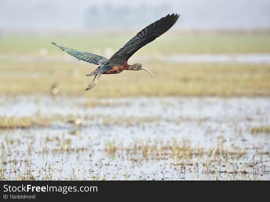 Glossy ibis in flight mode beautiful bird at Mangaljodi, Odisha, India. Amazing photo  with good background.