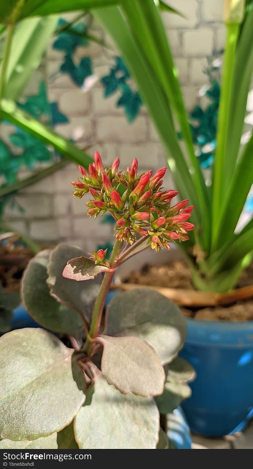 Kalanchoe Plant with buds