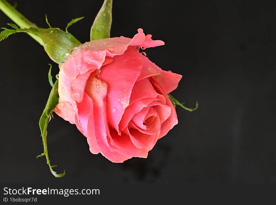 beautiful rose flower close up view