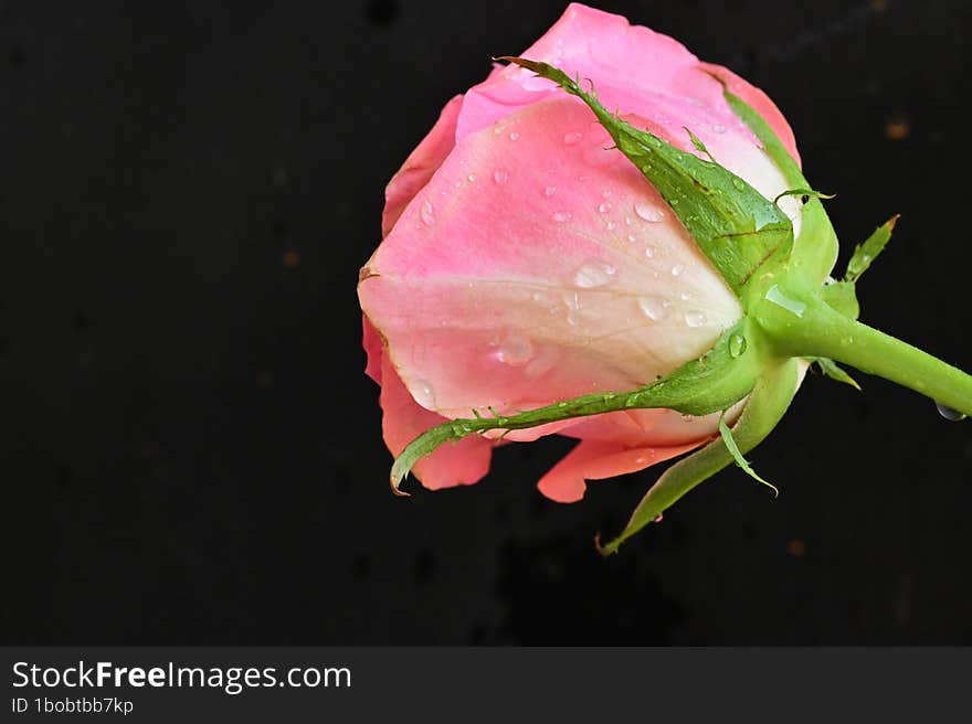 beautiful rose close up view