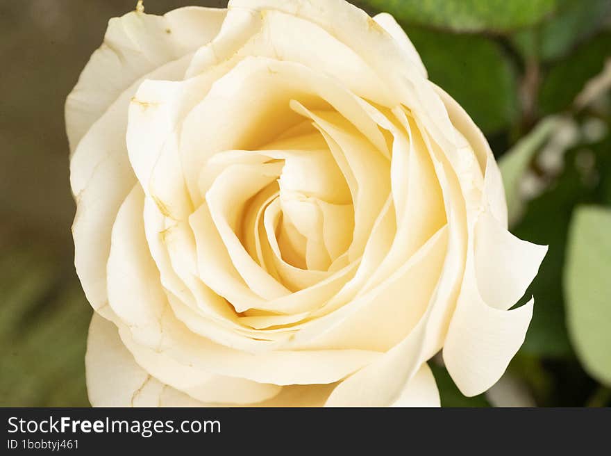 Beautiful Rose Close Up View