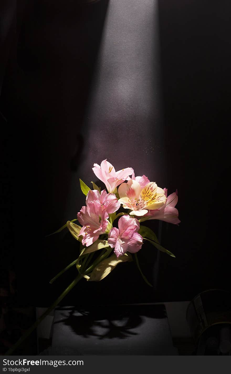 On Black Background Alstroemeria Flowers Under A Ray Of Light