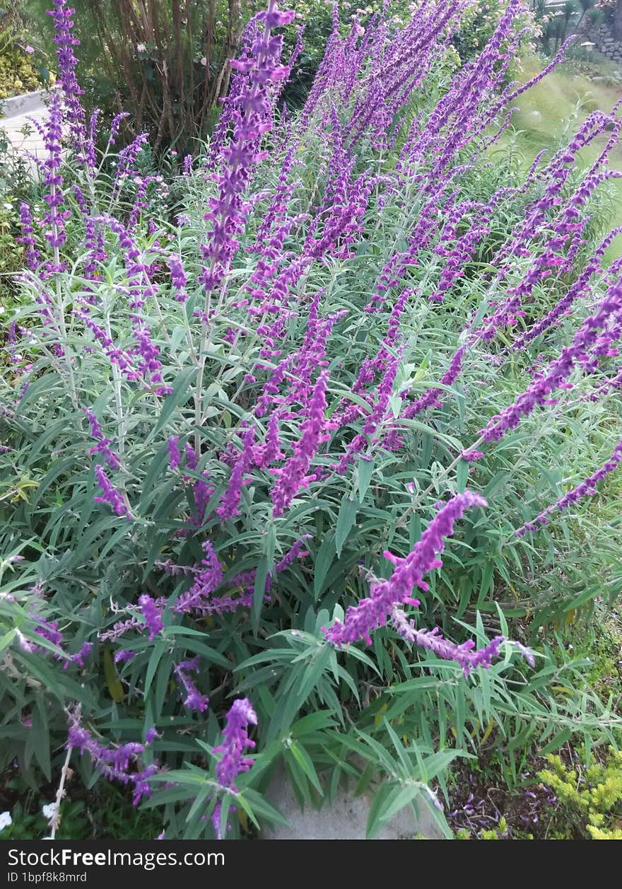 Lavender Flowers at Resort Bandung