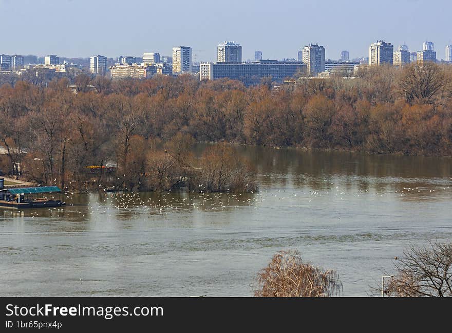 Birds fly over the surface of the Sava River