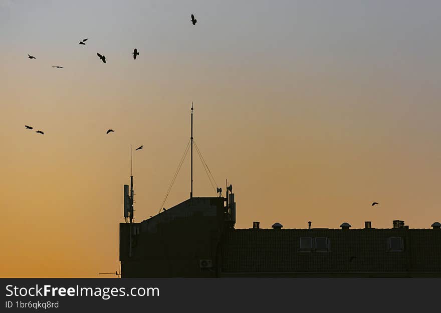 Silhouette of a city building at sunset with birds flying