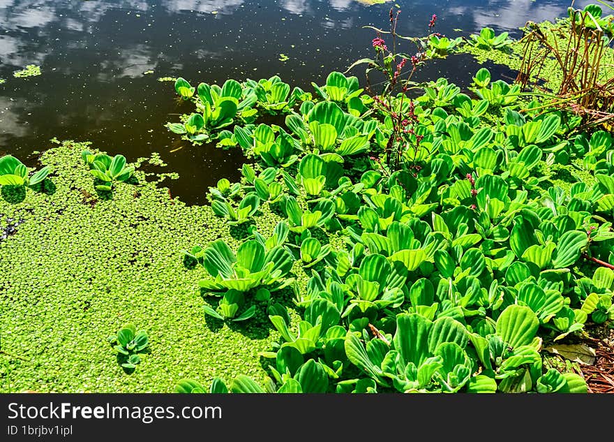 Floating aquatic plants Pistia stratiotes among duckweed and Wolffia in a stagnant pond