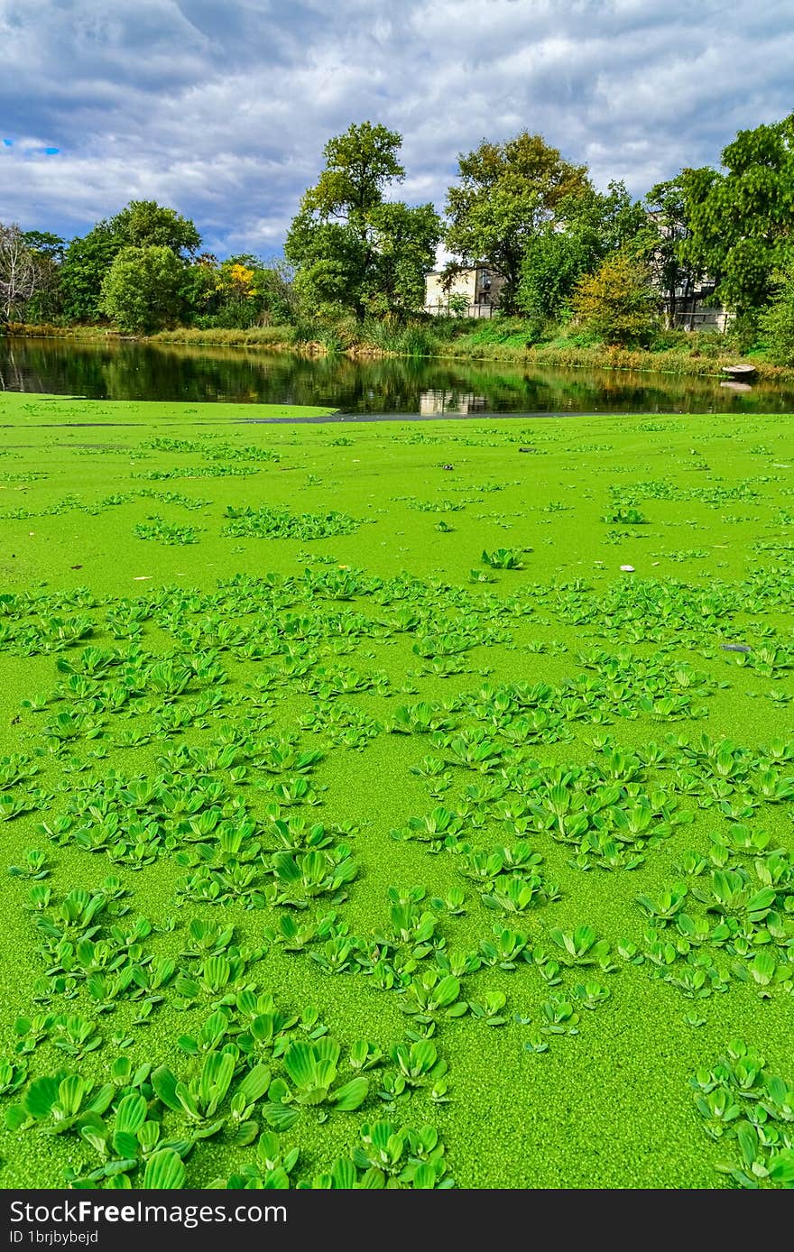 The water surface of a dirty lake is covered with floating plants Pontederia crassipes & x28 Eichhornia crassipes& x29 , duckweed & x28 Wolffia arrhiza& x29  and & x28 Lemna turionifera