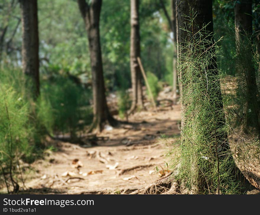 Image Of The Abundance Of Mangrove Forests In Bang Kachao, Thailand.