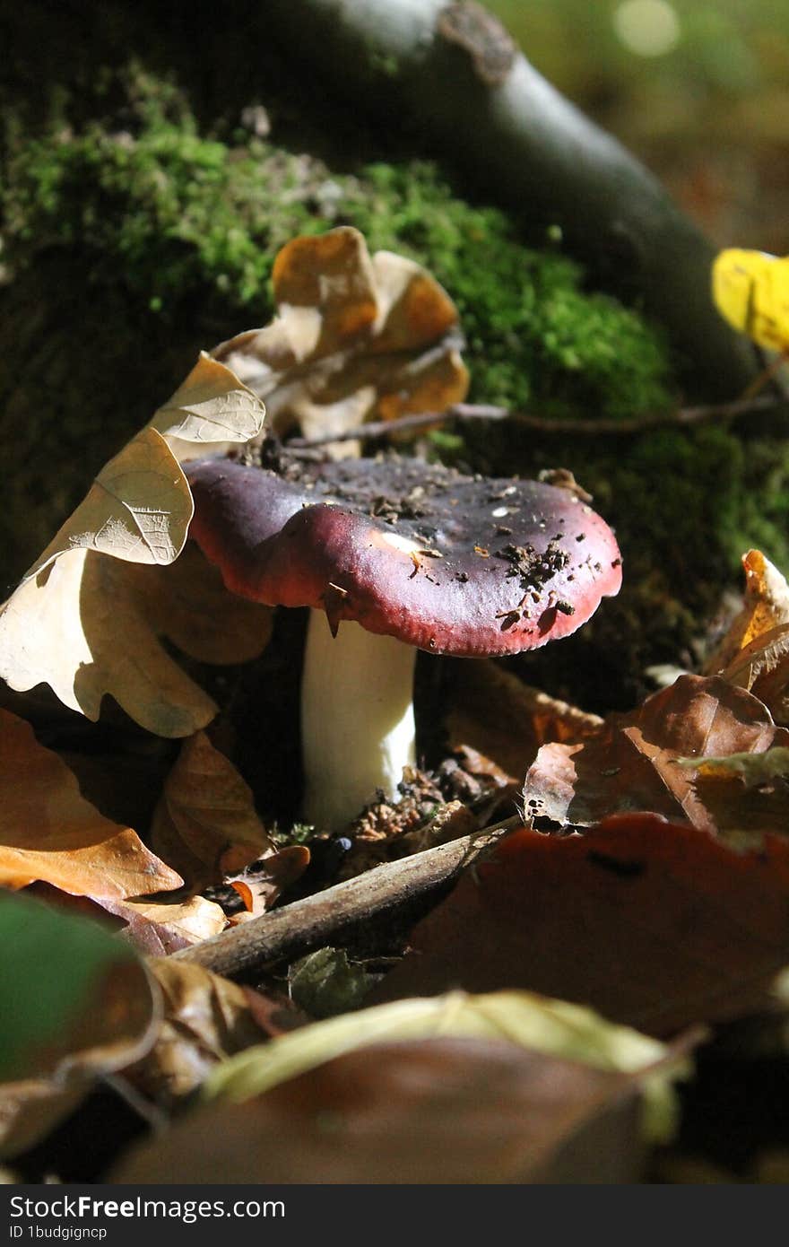 Mushrooms In A Leaf.