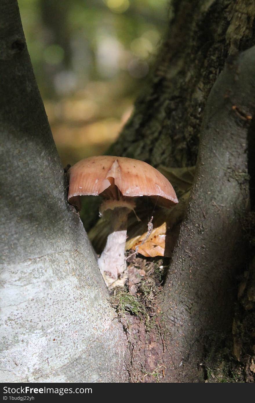 Mushrooms On A Tree. It Grew Between The Branches And Basks In The Sun.