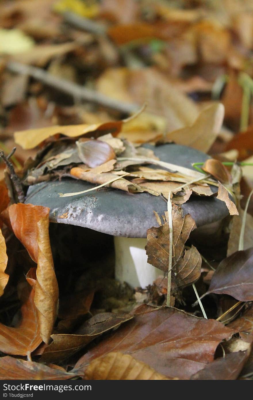 A young mushroom looks out from under the leaves. Bukovyna mushrooms of Ukraine.