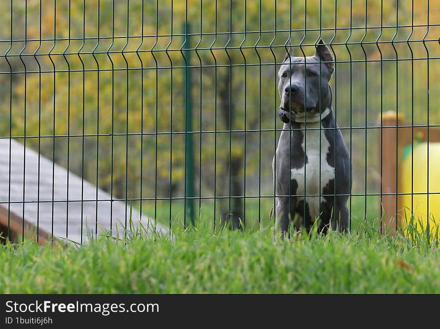 sad staffordshire terrier dog out of fence