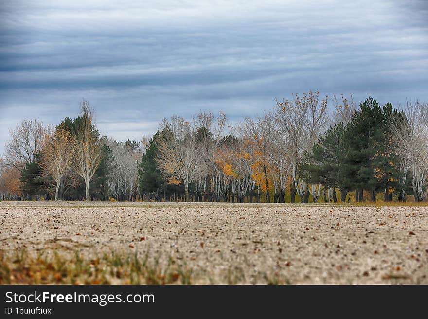 autumn landscape with trees out of city