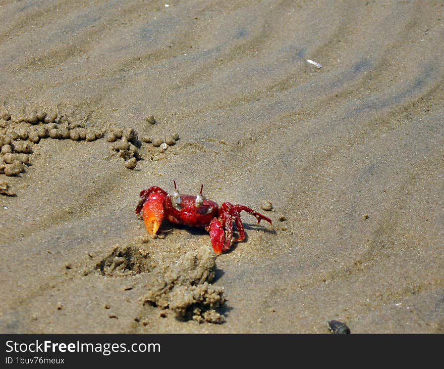 Red crab scuttling between holes in mandarmoni beach. Red crab scuttling between holes in mandarmoni beach