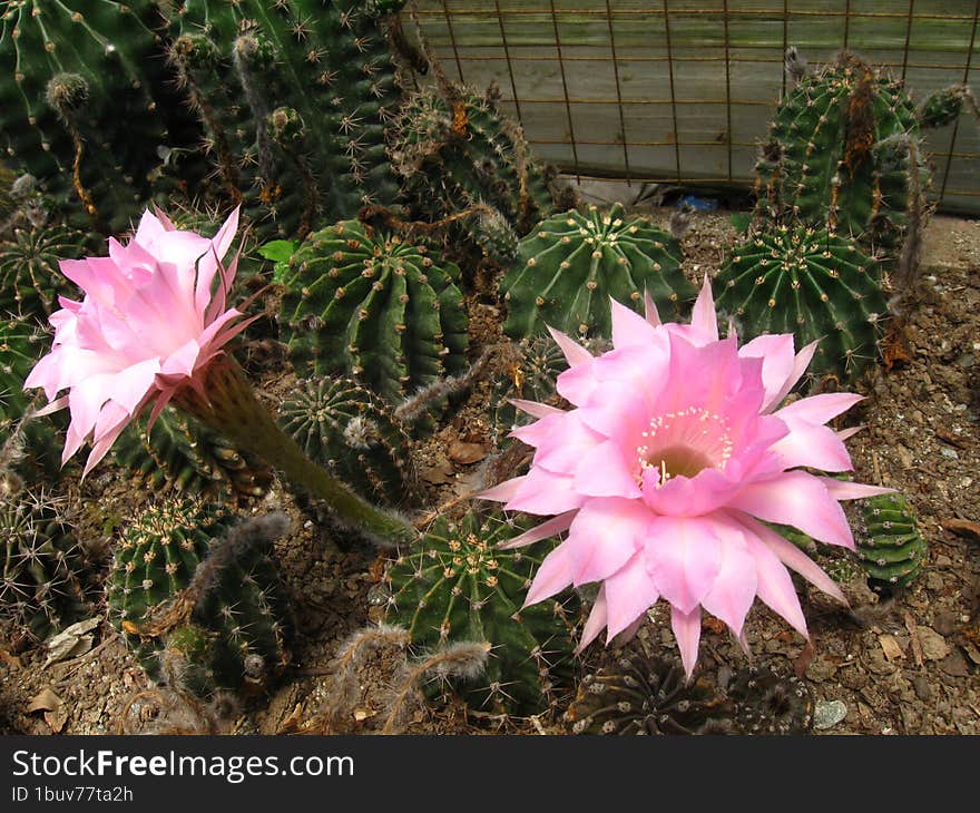 Catus Flower In Nursery In Kalimpong