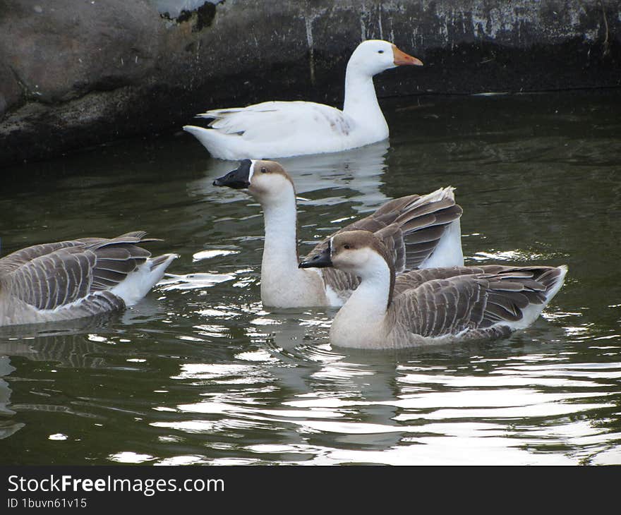 ducks swimming in pond water