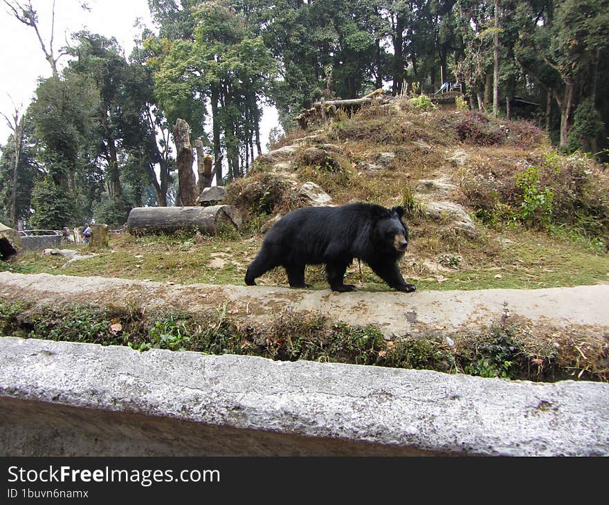 himalayan black bear in Darjeeling zoo