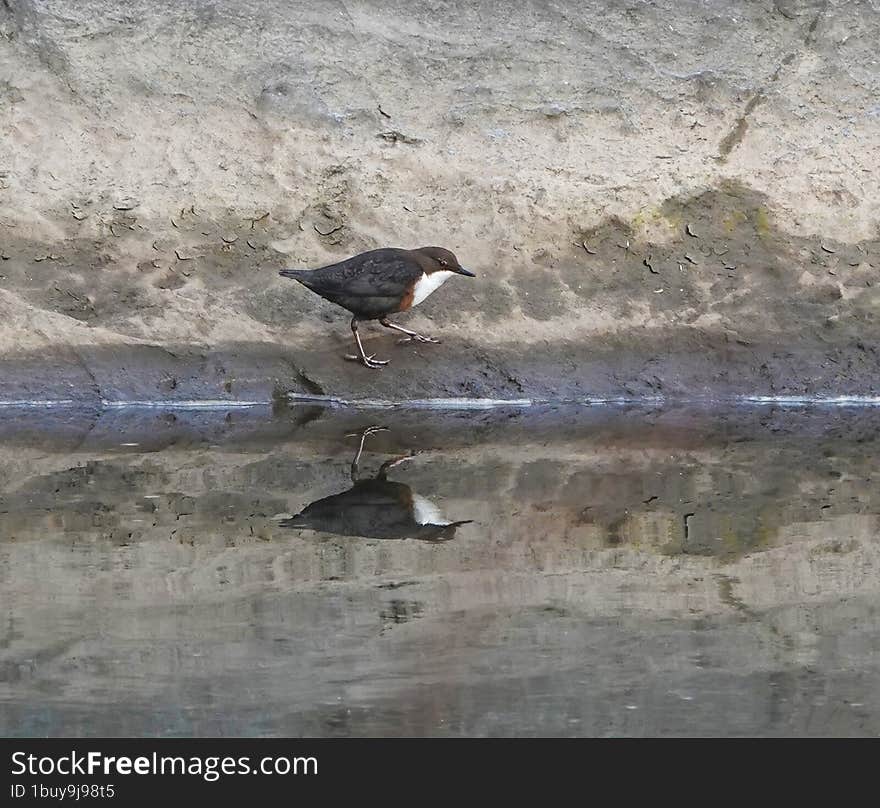 Dipper: Scientific Name Cinclus.