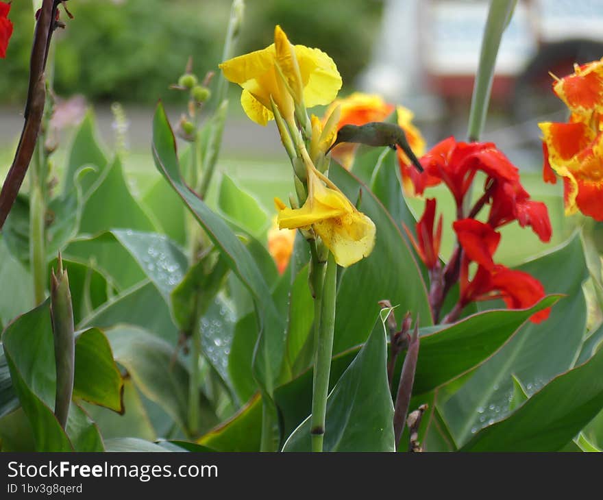 Wildlife Costa Rica. Hummingbird & x28 Colibri& x29  with yellow flower - flight