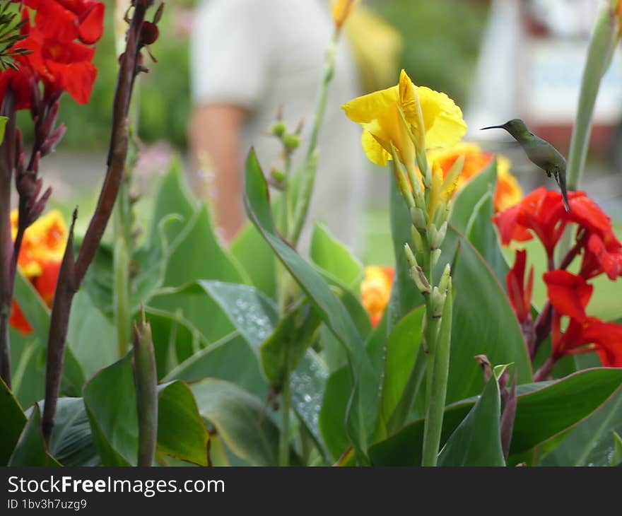 Wildlife Costa Rica. Hummingbird & x28 Colibri& x29  with yellow flower - flight