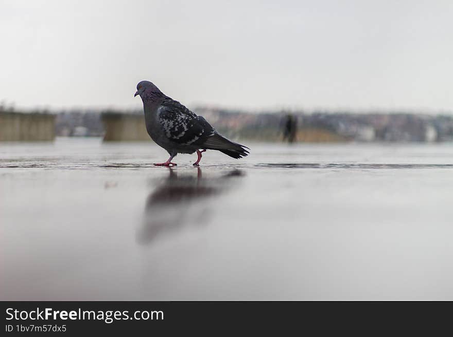 Pigeon on wet asphalt in the rain. A park on the seashore. A cloudy reflection.