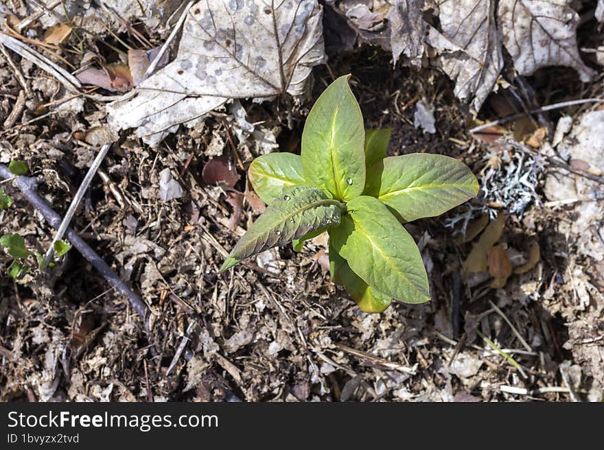 Spring awakening in nature, plants bloom in a mountain forest, continuation of life.