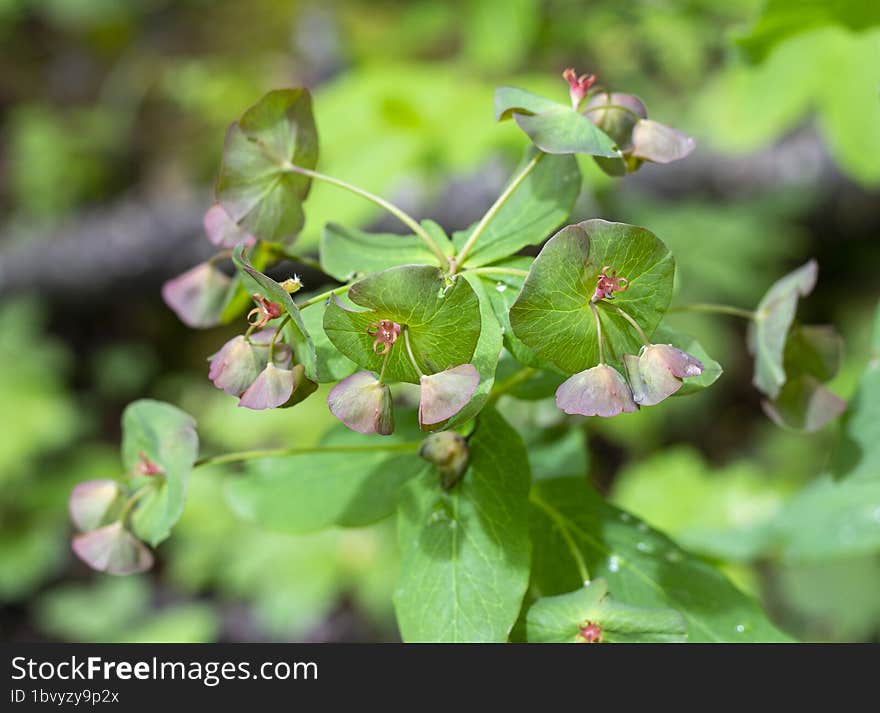 Spring awakening in nature, plants bloom in a mountain forest, continuation of life.