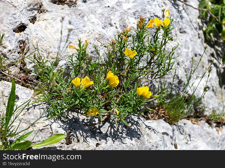 Spring awakening in nature, plants bloom in a mountain forest, continuation of life.