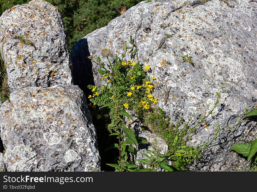 Spring awakening in nature, plants bloom in a mountain forest, continuation of life.