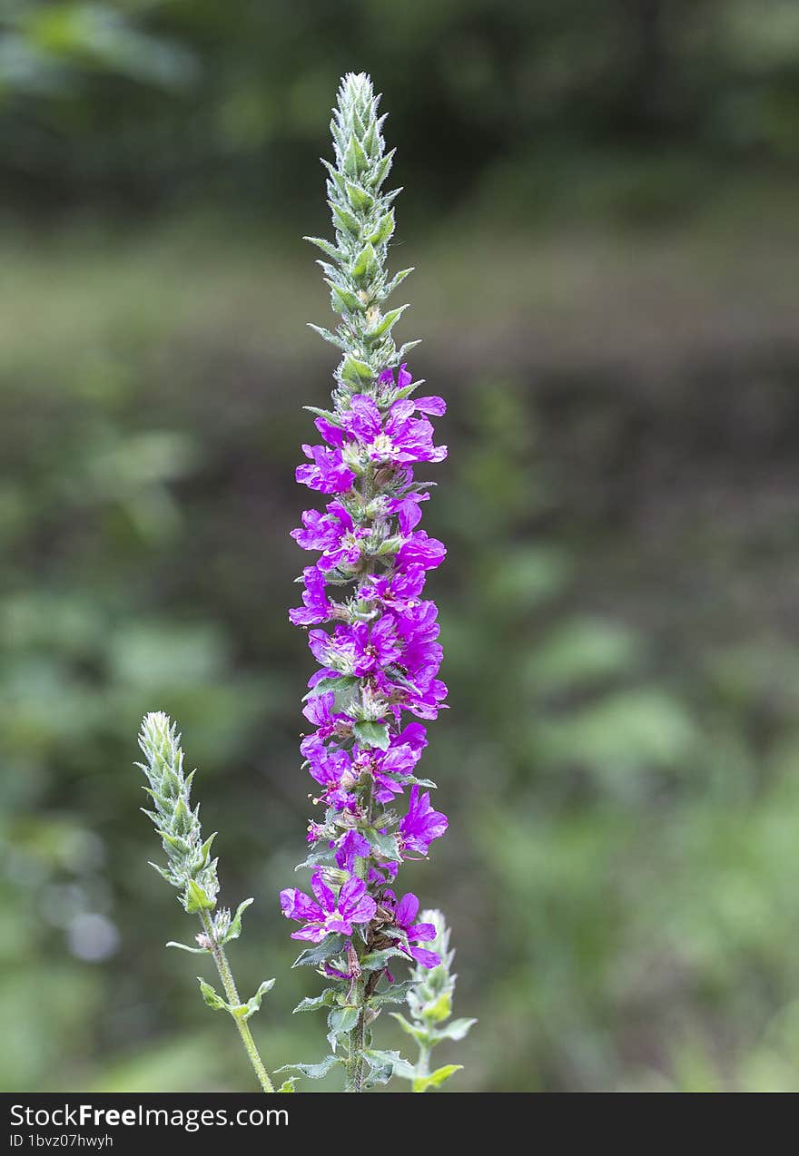 Spring awakening in nature, plants bloom in a mountain forest, continuation of life.