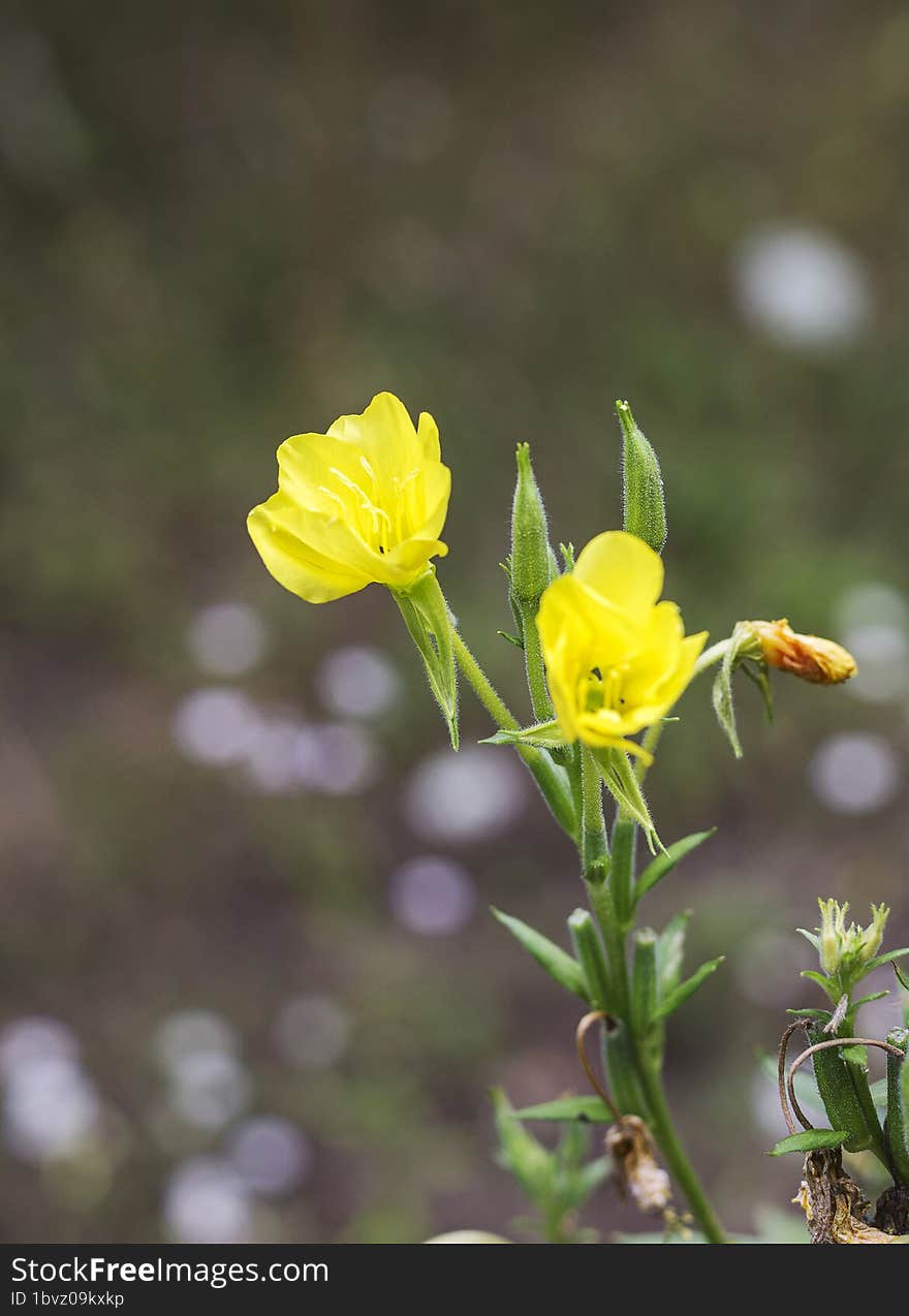 Spring awakening in nature, plants bloom in a mountain forest, continuation of life.