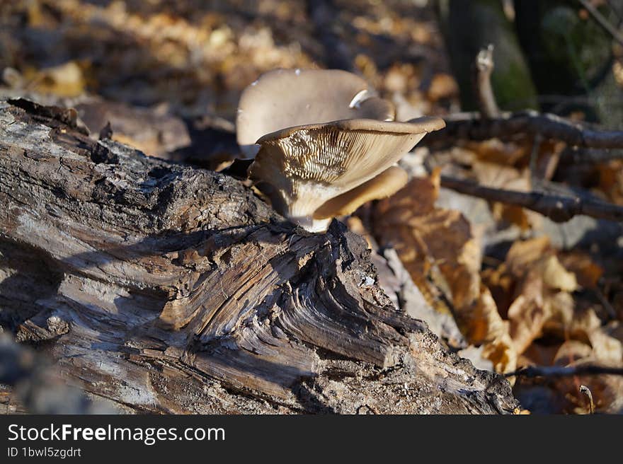 Autumn mushroom in the woods