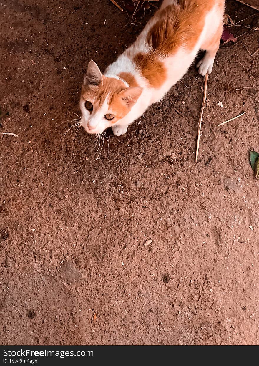 The beauty of the golden cat is an enchanting sight