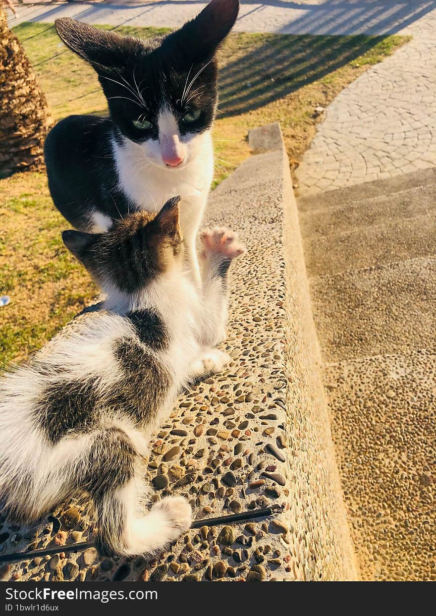 A Cat Mother Bond With Her Kitten