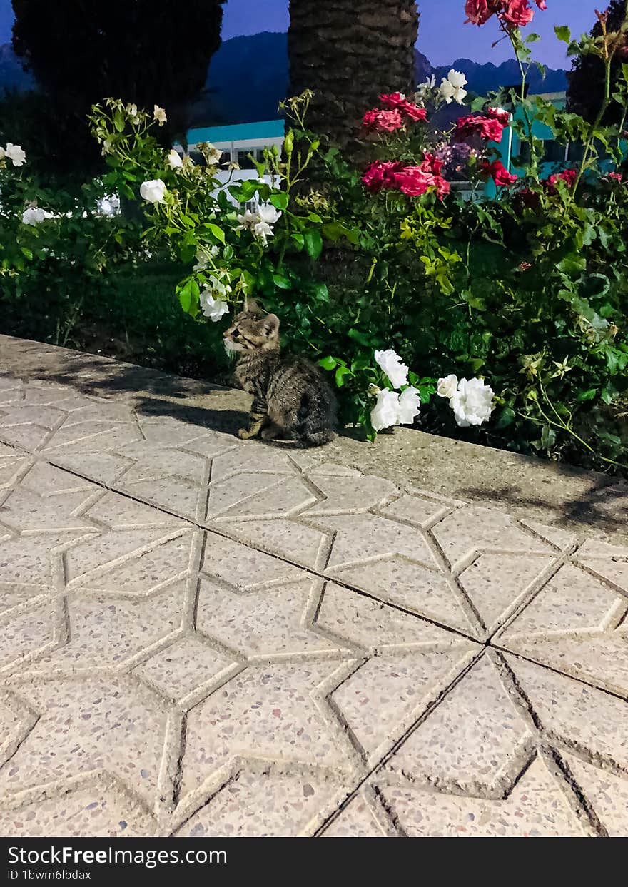 A kitten among the flowers