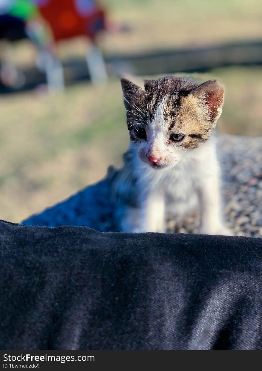 Kitten playful evolution, from fluff to feline