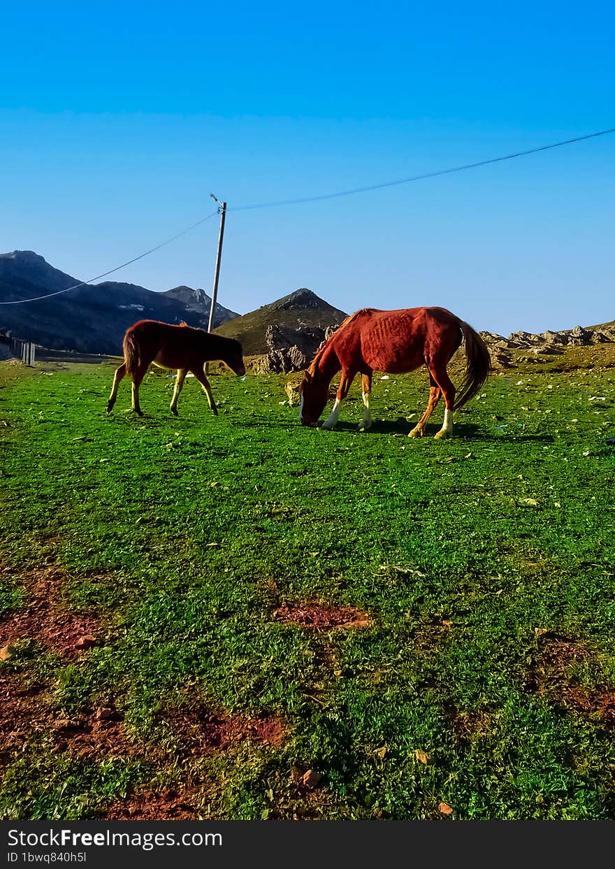 Horse and pony eating at the top of the mountain