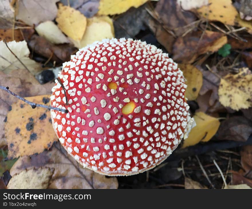 Autumn fallen leaves fly agaric